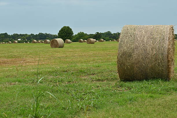 istock Hay bales in a green field 2233075826