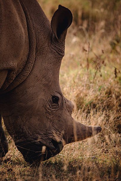 istock Rhino in the savanna 2233075882