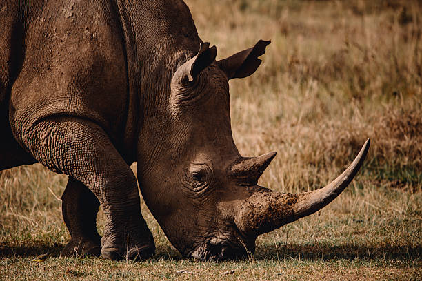 istock Rhino in the savanna 2233075883