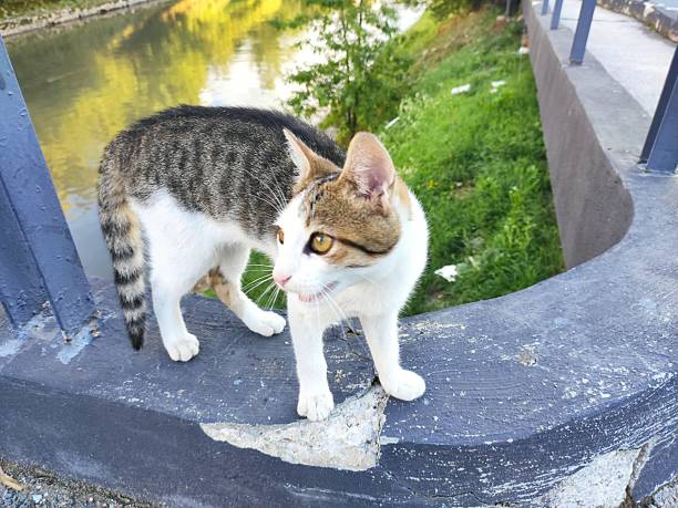 istock Cute domestic cat 2233076318