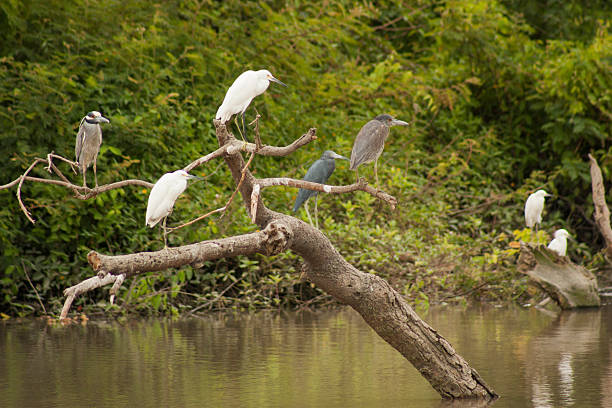istock Herons and egrets resting on a branch over a river in Santay Island 2233077112