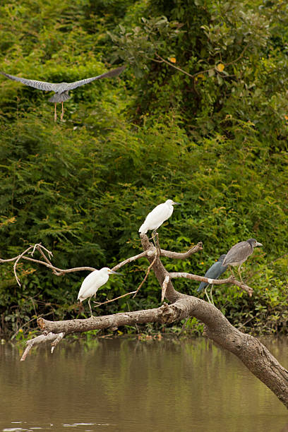 istock Snowy egrets and striated heron resting and flying in Santay Island 2233077146