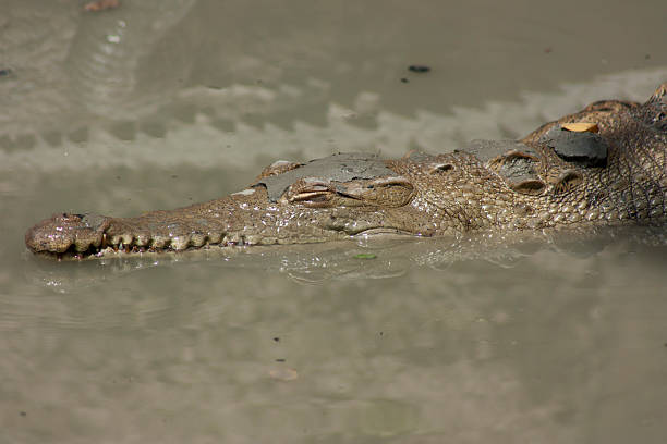 istock Crocodile resting in muddy water in Santay Island, Ecuador 2233077155