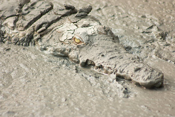 Chinese alligator