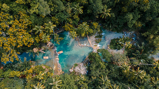 istock River and palm forest from the sky 2233077839