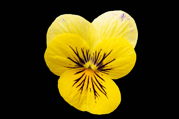 close up of yellow pansy flower isolated on white background, top view