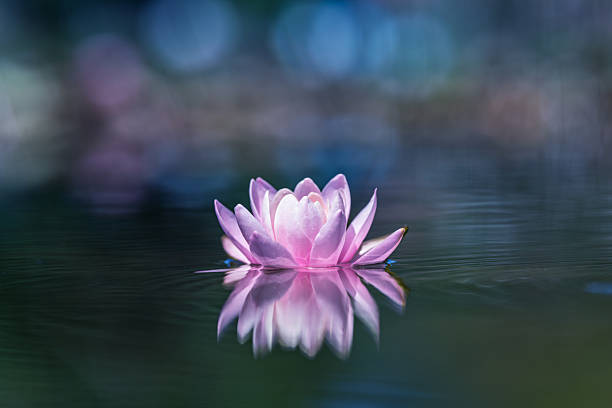 istock Lotus flower reflected in water with blurred background with multi-colored bokeh 2233079422