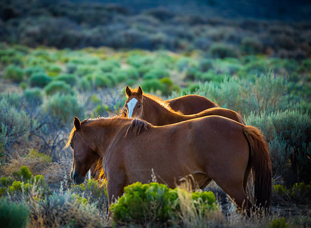 Canada British Coilumbia Merritt  horses runing