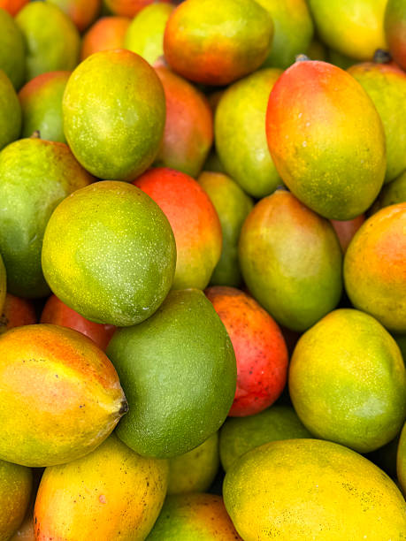 Full frame image of green and red mango fruit being sold in fruit and vegetable green grocer's section of supermarket, fresh, ripe exotic tropical, juicy mangoes, elevated view, five a day healthy eating concept