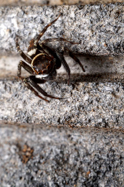 istock Male Adanson's house jumper, a jumping spider (Hasarius adansoni) on a grey wall, located in West Java, Indonesia. 2233083774