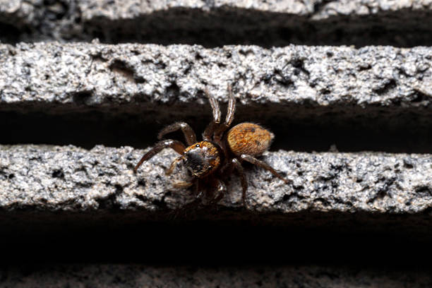 istock Female Adanson's house jumper. a jumping spider (Hasarius adansoni) on a grey wall, located in West Java, Indonesia. 2233083823