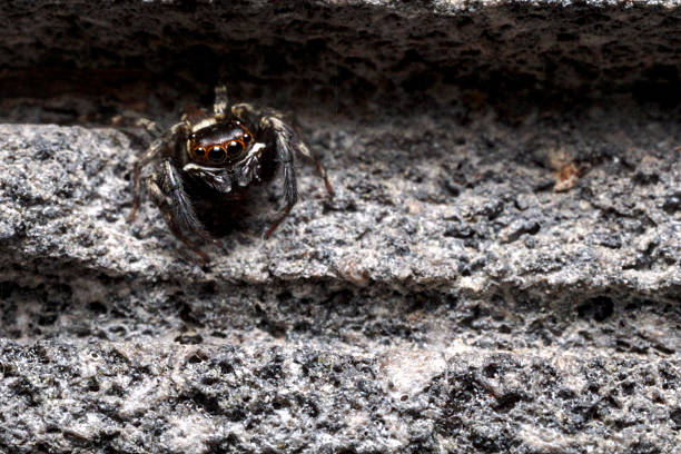 istock Male Adanson's house jumper, a jumping spider (Hasarius adansoni) on a grey wall, located in West Java, Indonesia. 2233083841
