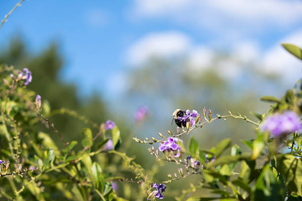 A bee finds pollen on a purple flower on a sunny summer day