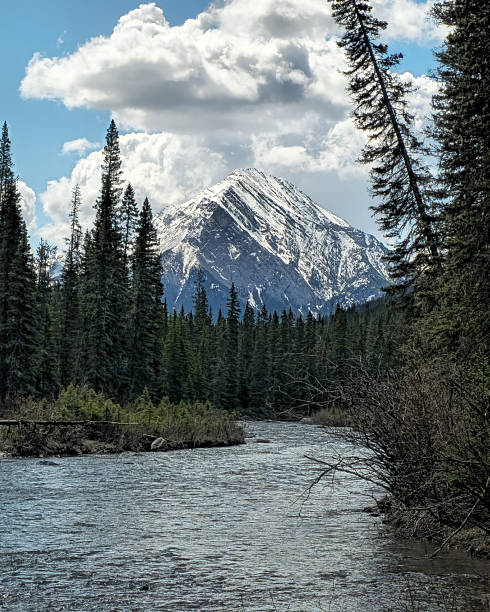 The Bow River flows calmly through a dense evergreen forest with a dramatic snow-covered mountain peak rising in the background, located in Banff National Park, Alberta, Canada. The scene captures the natural beauty of the Canadian Rockies.