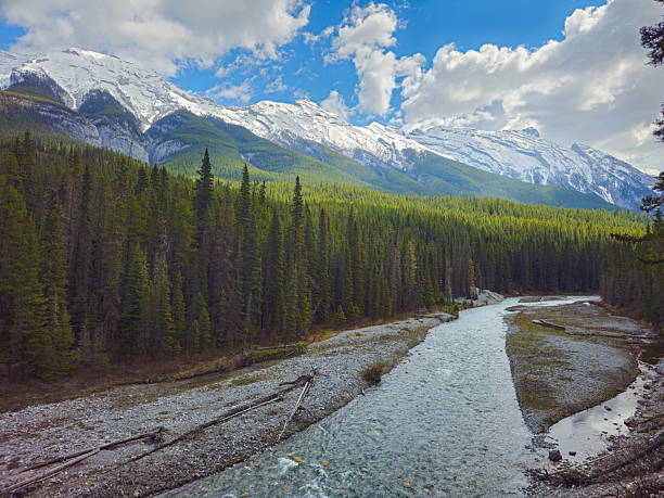 A winding section of the Bow River flows through a gravelly riverbed surrounded by a dense evergreen forest, with towering snow-covered mountains rising in the background. Captured in Banff National Park, Alberta,