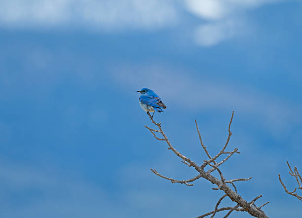 Mountain Bluebird Perched in Front of a Cloudy Blue Sky in Yellowstone National Park in Wyoming