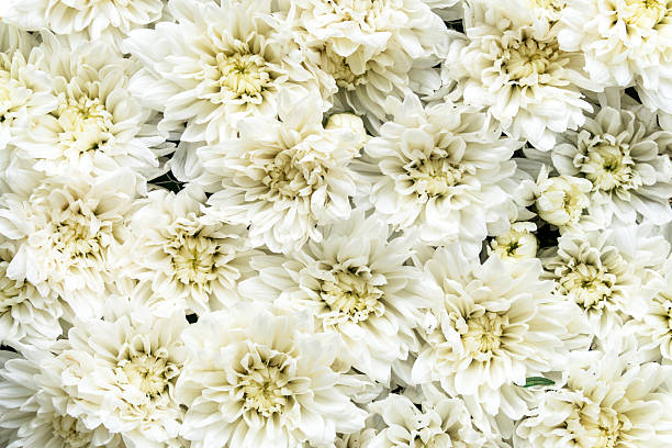 pure white chrysanthemums. The flowers are densely packed, displaying their fluffy petals and bright yellow centers.