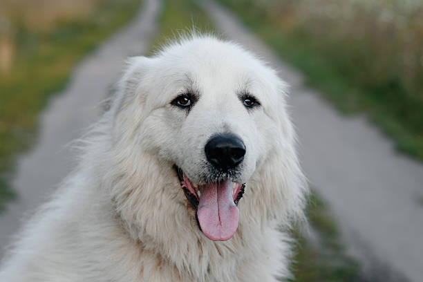 istock dog walks in field 2233087781