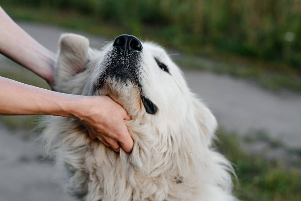istock dog walks in field 2233087791