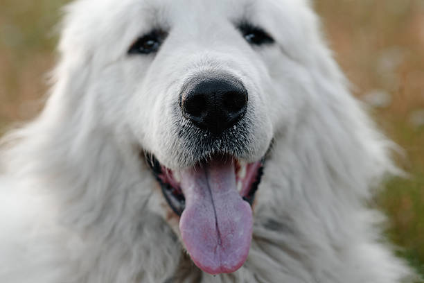 istock dog walks in field 2233087805