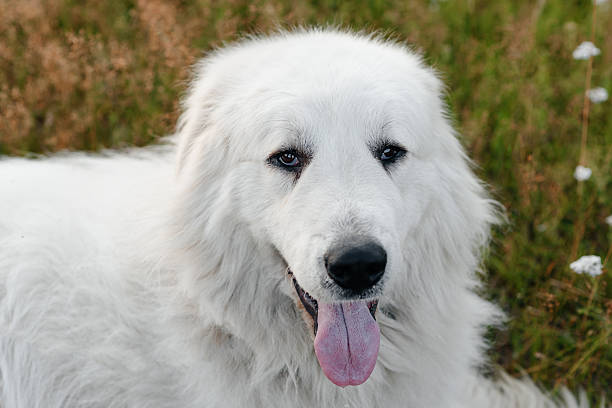istock dog walks in field 2233087815