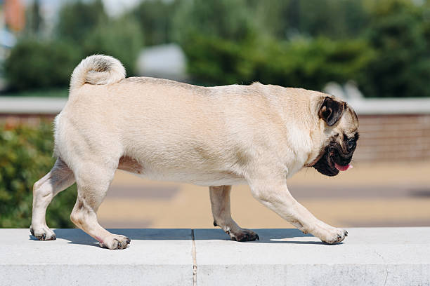 istock small pug walks in summer park 2233087824