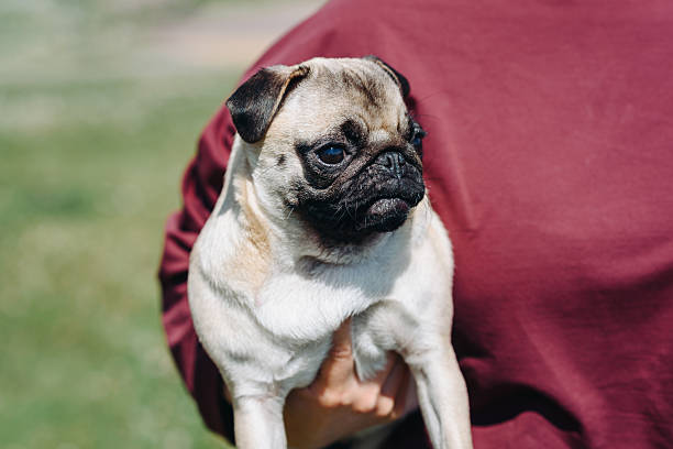 istock small pug walks in summer park 2233087829