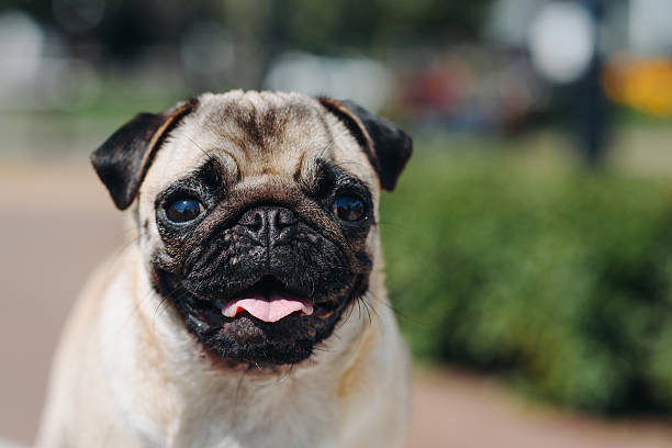 istock small pug walks in summer park 2233087830