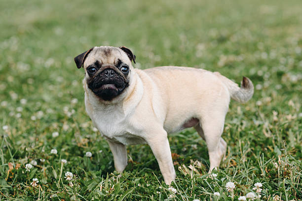 istock small pug walks in summer park 2233087847