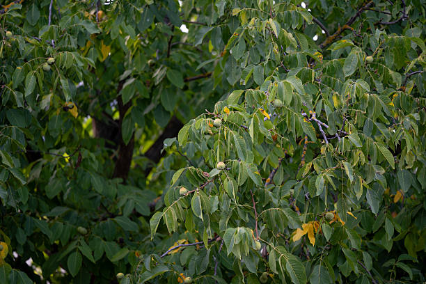 A close-up view of a walnut tree filled with dense green foliage and clusters of unripe walnuts. The rich textures and varied shades of green evoke a natural, lush summer atmosphere. The composition highlights the abundance and vitality of late-season growth.
