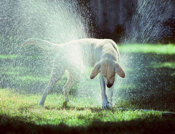 A young labrador retriever doing battle with a lawn sprinkler on a warm summer afternoon