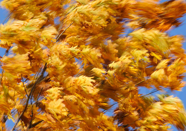 Windblown, motion-blurred leaves of an oak tree on an autumn day