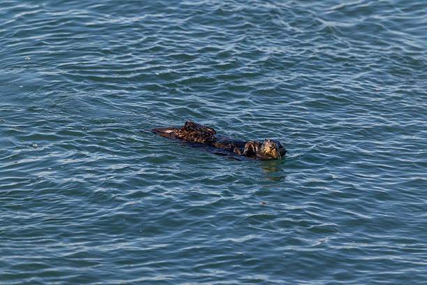 istock Elkhorn Slough Otters 2233088910
