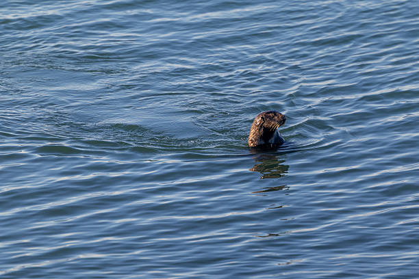 istock Elkhorn Slough Otters 2233088911