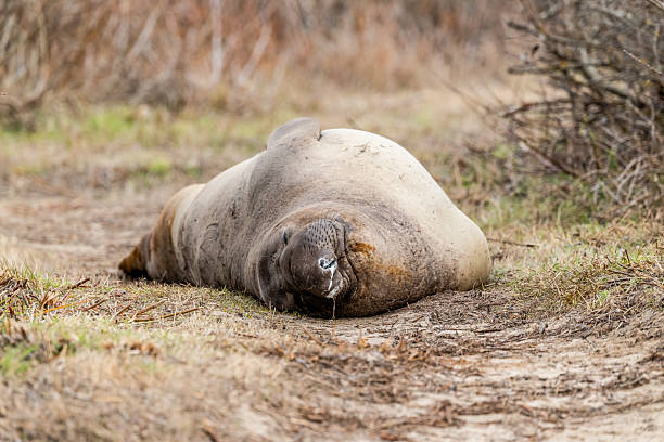 High quality stock photos of adult male and female Elephant Seals at Ano Nuevo in California.