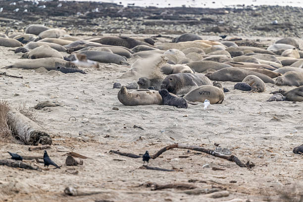 istock Elephant Seals in the Wild 2233088927