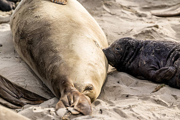 A baby seal with its mother resting on a beach