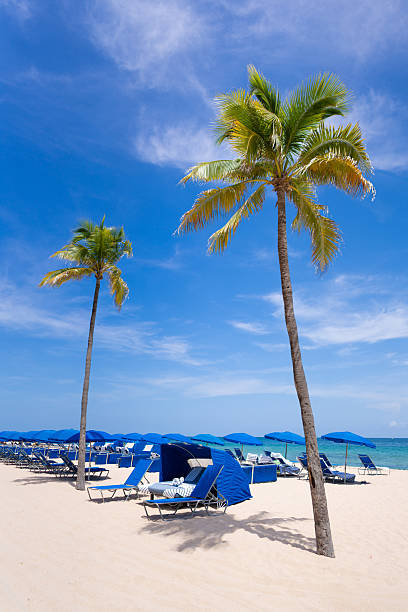 Palm trees and blue umbrellas on Fort Lauderdale Beach
