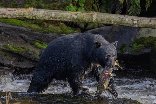 istock The Black Bears of Alaska 2233091495