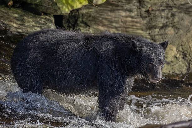 istock The Black Bears of Alaska 2233091497