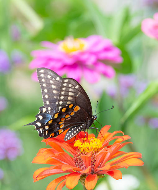 istock Butterfly- Black Swallowtail-Howard County, Indiana 2233095679