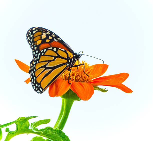 istock Butterfly- Monarch-Howard County, Indiana 2233095698