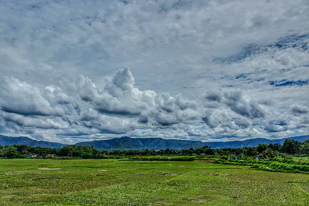 A wide view of lush green rice fields under a dramatic cloudy sky, with mountain ranges and trees in the background. The vibrant rural scenery reflects the beauty of agriculture, countryside life, and natural landscapes. The photo captures a peaceful yet dynamic atmosphere, symbolizing harmony between nature and farming traditions. Perfect for themes of environment, agriculture, rural lifestyle, weather, and natural beauty.