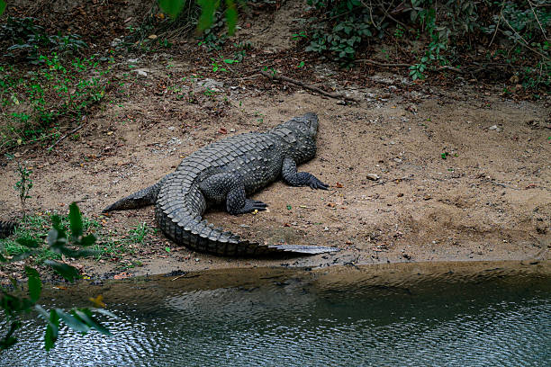istock Giant mugger crocodiles in Panama village, Sri Lanka 2233100208