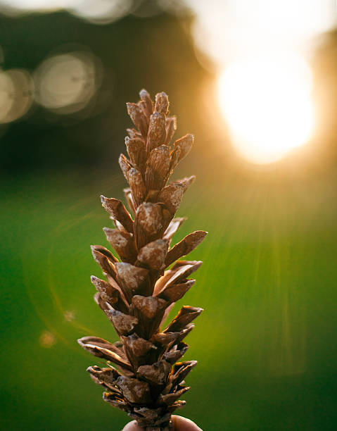 istock A close-up of a pine cone 2233100680