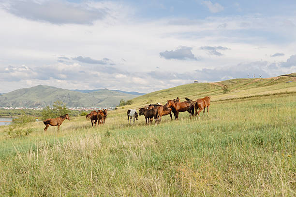 Herd of horses