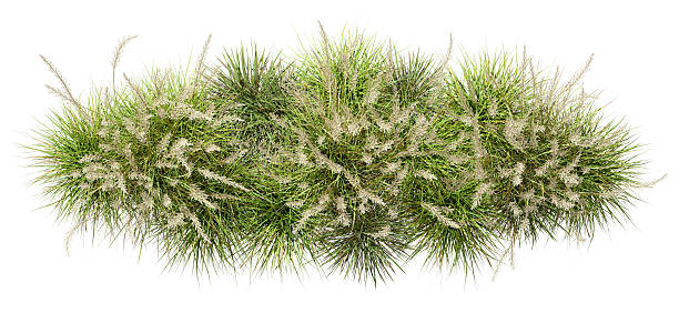 istock Top view flowery grassy meadow group on white backgrounds 3d rendering 2233104361