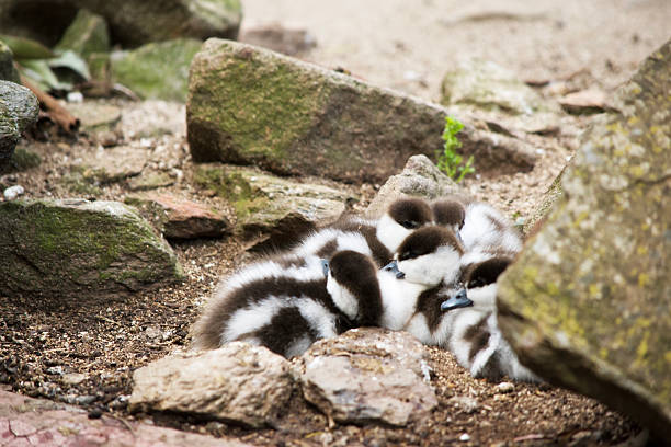 the Paradise ducklings are huddled together for safety