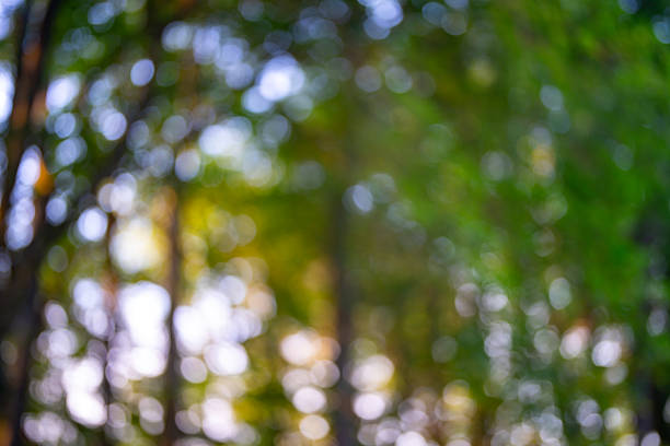 Blur green forest background. Blurred leaves form a green background. Forest background, lush green foliage. Greenery nature background. A soft-focus tree backdrop