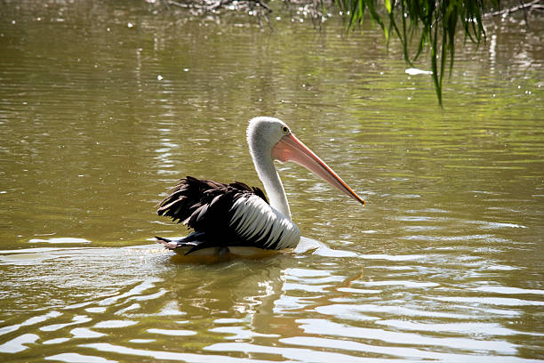 Australian pelicans are one of the largest flying birds. They have a white body and head and black wings. They have a large pink bill.